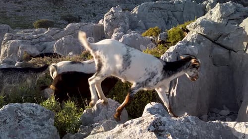 Goats jumping over rocks in rugged mountain terrain of Sierra de Cadiz, Spain