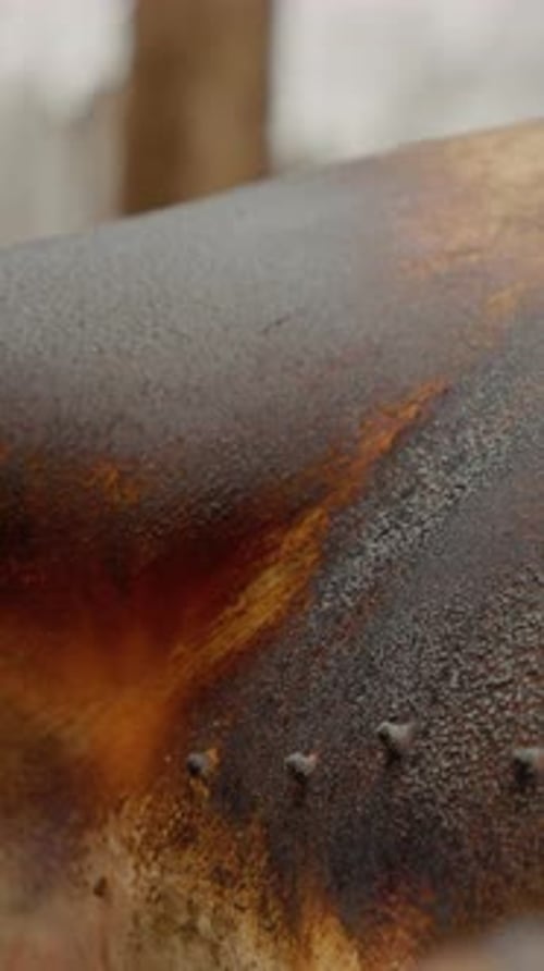 Vertical video Domestic pig slaughtering process in traditional village setting