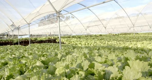 Growing fresh lettuce, hydroponic farm cultivating organic vegetables in greenhouse, copy space