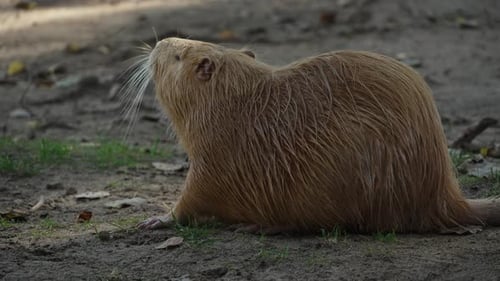 Gros plan d'un ragondin brun mâchant de la nourriture et remuant ses moustaches avant de s'éloigner