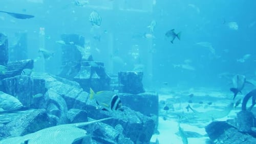 Aquarium inside the Atlantis The Palm Resort, Dubai