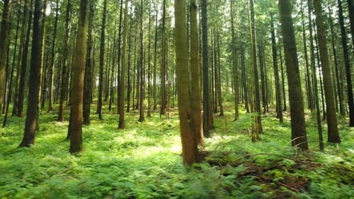 Tall slender trees form a dense forest canopy with sun rays peeking through, illuminating woods floo