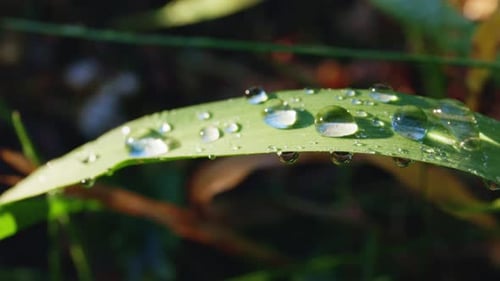 Dewdrops Glisten on Green Grass in the Early Morning Light
