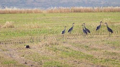 North American Badger in field next to Sandhill Cranes