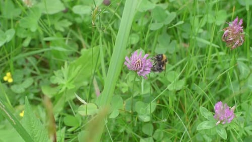 Bumblebee Collecting Nectar from Pink Clover Flower