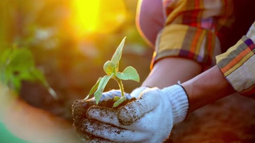 Hands Farmer in weißen Handschuhen Halten und Pflegen Kleine grüne Jungpflanze mit Boden