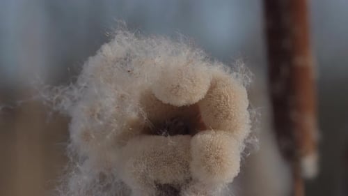 Adult Cattails Reed Plants Disperse Seeds By the Frozen Lake Shore on a Sunny Winter Day