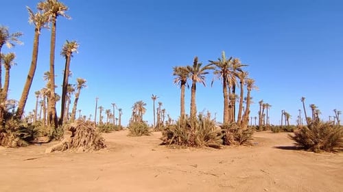 Identical dry palm trees on sandy soil in Morocco with blue sky
