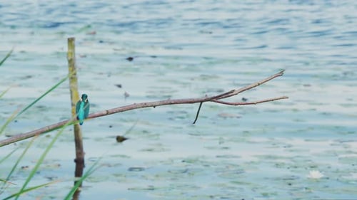 Vue au ralenti du martin-pêcheur en Frise, aux Pays-Bas, perché au-dessus d'un étang avec des nénuphars en arrière-plan