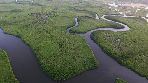 Broad water channels carve through an expansive mangrove forest, revealing branching waterways and