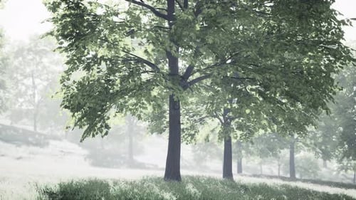 Green Park in City at Sunset