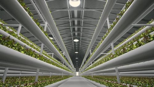 Hydroponic In The Vast Greenhouse. Aquaculture. Herb Plantation