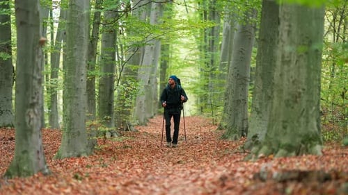 Walk In Forest