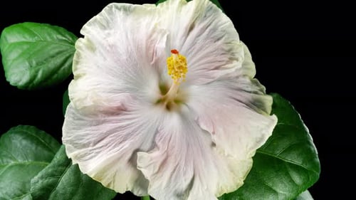 Hibiscus Flower Blooms. Bud Opens into a large White Yellow Flower with Alpha Matte Channel