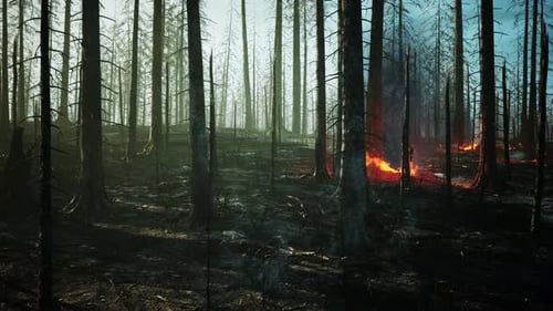 Forest Fire with Fallen Tree is Burned to the Ground