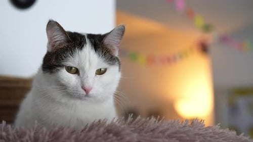 Relaxed Cat on Pink Blanket Indoors