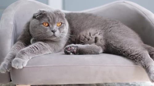 Entspannte graue schottische Faltenkatze, die auf einer Plüschcouch ruht und gemütlich und bezaubernd aussieht