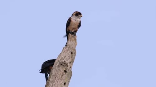Birds of Prey Perched on a Dead Tree