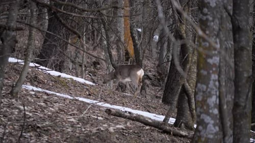 Slow motion: single young Roe deer walking and hiding in alpine forest. Wildlife