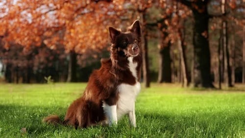 Portrait of Smart Herding Dog Sitting in the Beautiful Autumn Park
