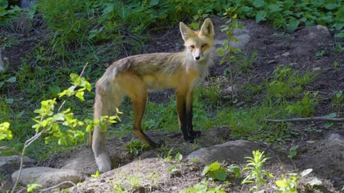 Fox in the Woods Tracking-Aufnahme