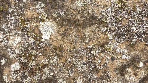 Stone Moss Closeup View