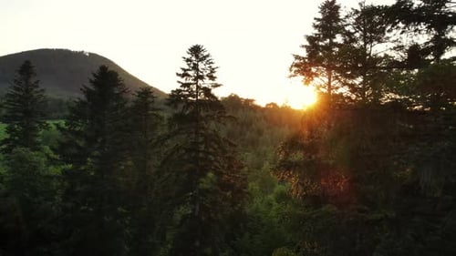 Aerial drone view flight over beautiful old spruce tree forest in mountains at epic sunset