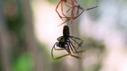 Species Of Orb-Web Spiders Hanging In Silky Spiderweb Against Blurry Background. close up, selective