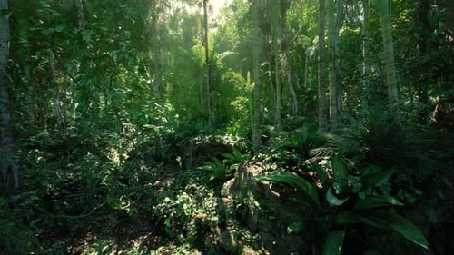 Pristine Forest Enclave Perfect for Ecological Research and Preservation Efforts