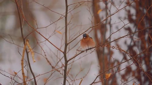 Close up of European robin bird standing on leafless tree on a winter day, then flies away, handheld