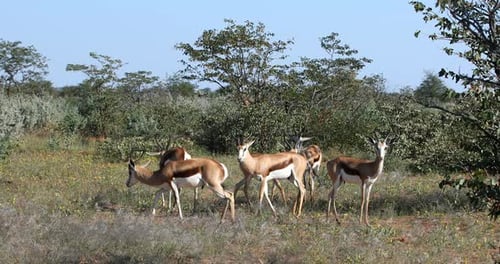 Springbok in Etosha, Namibia, Africa wildlife