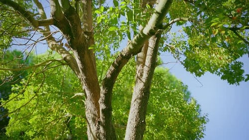 tree and leaves in sunny weather
