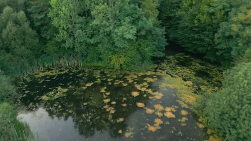 Lac envahi par la végétation près de la forêt