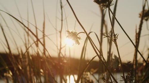 Tall Grass at Sunset Backlit Tall Grass Against Sunset Closeup