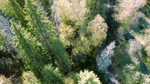 Aerial Top Down View of Coniferous Forest and a Curving Narrow Road with Driving Cars Clip Flying