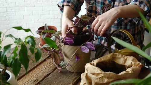 Woman Repotting Purple Wandering Jew Houseplant at Home