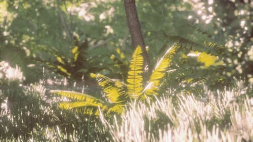Morning Light in Beautiful Jungle Garden