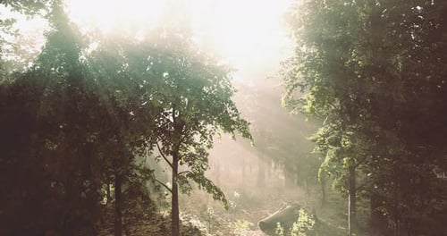 Sunlight Filters Through Trees in Tranquil Forest at Dawn