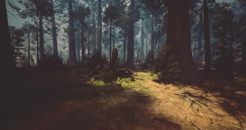 Sunlight Filtering Through Trees in a Serene Forest Landscape During Midday