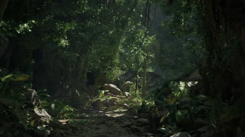 A Scenic Dirt Path Surrounded By Lush Forest in New Zealand Mountain Path