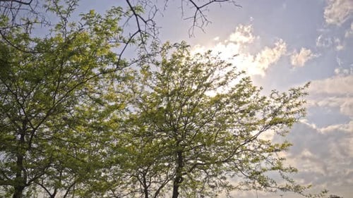 Epic forest and leaves with the sun and clouds