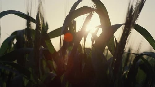 Unripe Wheat Harvest Growing Beautiful Field on Sunset Close Up. Young Spikelets
