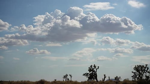 Clouds rolling and changing shape above Joshua trees in the Mojave Desert