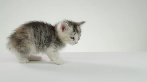 Small Kitten Standing on White Surface