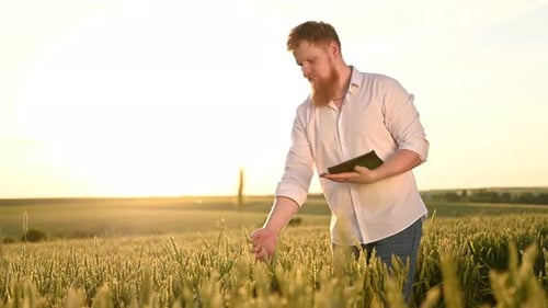 Young Adult Inspecting Wheat Field with Tablet at Sunset