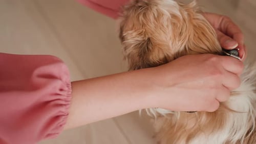 Adjust Collar Carefully Attaching Puppy Collar At Home Closeup Of Hands Fastening Dog Collar Person