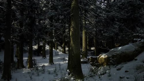 Serene Winter Forest Illuminated Softly with Scattered Flora and Shadows