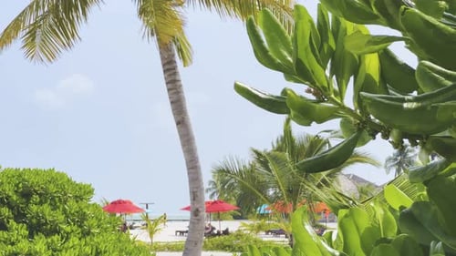 Unspoiled Beauty of the Maldives: Ground-Level Footage of a Relaxing Island Paradise with Crystal-Cl