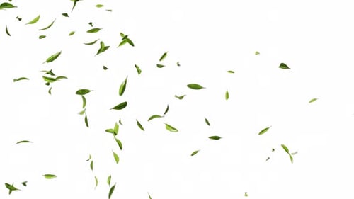 Green natural tea leaves with alpha channel