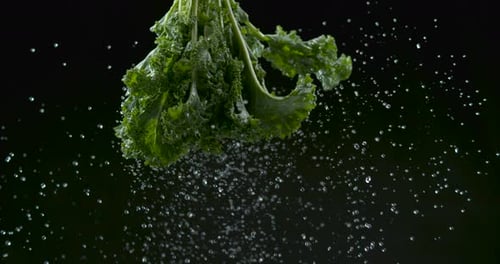 Du luttuce fraîchement lavé pend sur le dessus et éclabousse des gouttelettes d'eau sur fond noir